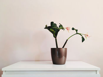 Close-up of potted plant on table against wall