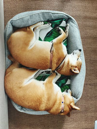 High angle view of dog sleeping on sofa at home