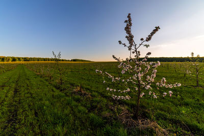 Young blooming apple garden under morning sunlight