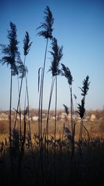 Close-up of silhouette plants against sky at sunset