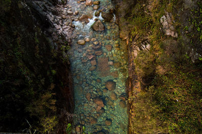 High angle view of stream in forest