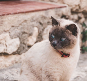 Close-up portrait of cat