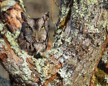 Close-up of insect on tree trunk