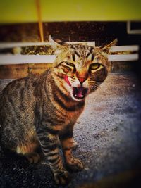 Close-up portrait of cat