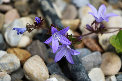 Close-up of purple flowers