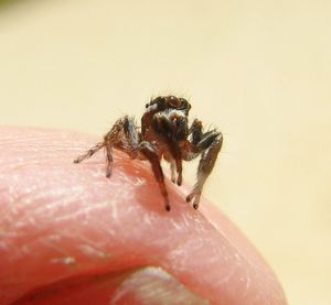 Close-up of insect over white background