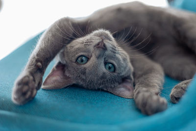 Close-up of funny cat lying on chair 