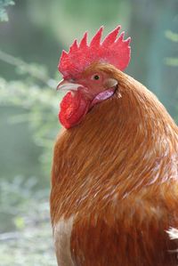 Close-up of rooster