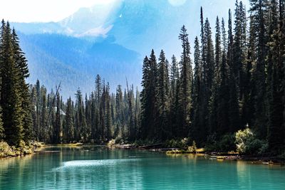 Panoramic view of pine trees by lake against sky