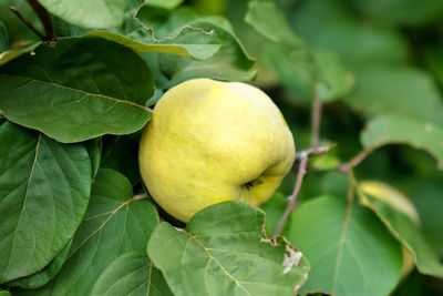 Close-up of lemon