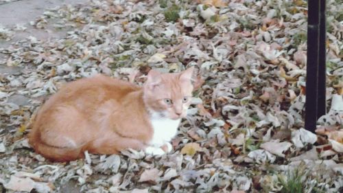 Cat relaxing on autumn leaves
