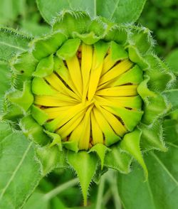 Close-up of yellow flower