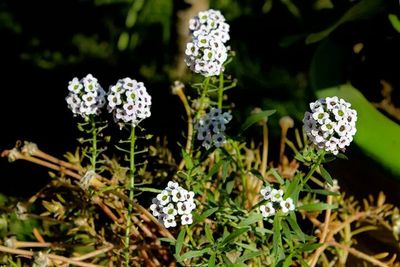 Close-up of white flowering plants