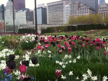 Pink flowers blooming in park