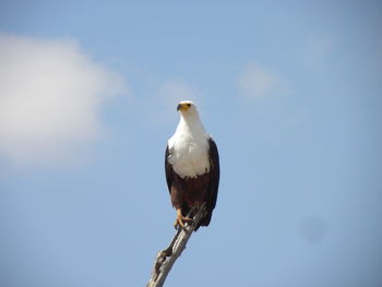 Eagle perching on a tree