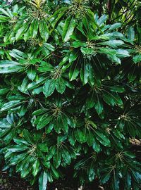 Low angle view of tree