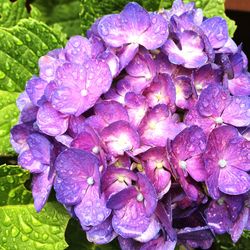 Close-up of wet purple hydrangea flowers