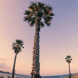 Coconut palm tree against sky during sunset