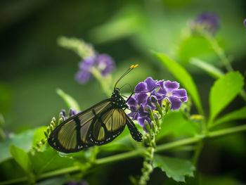 Close-up of butterfly pollinating on purple flower