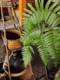 High angle view of potted plants in basket against wall