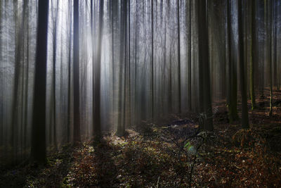 Trees in forest