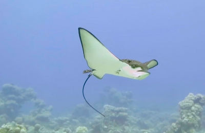 Fish swimming in sea