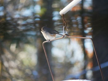 Close-up of bird perching outdoors