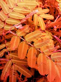 Low angle view of plants