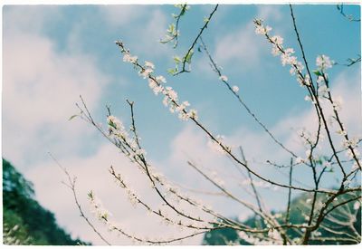 Low angle view of flowering tree against sky