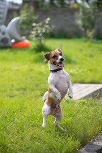 Jack russell terrier stands and looks away. a dog with its tongue sticking out stands on the grass. 