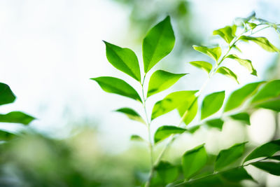 Close-up of fresh green leaves