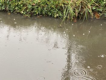 High angle view of raindrops on lake