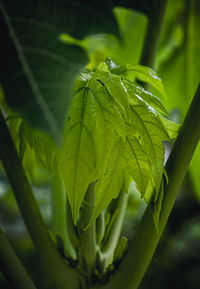 Close-up of green leaves