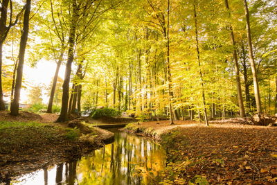 Trees in forest