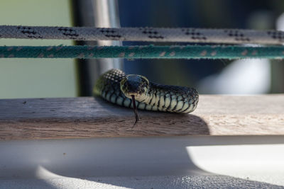 Close-up of lizard