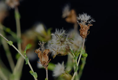 Close-up of wilted plant against black background