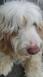 Close-up of dog resting