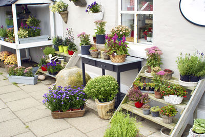 Potted plants on window sill