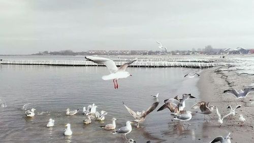 Birds flying over water