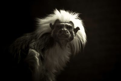 Close-up of a monkey over black background