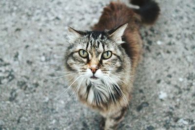 High angle portrait of cat