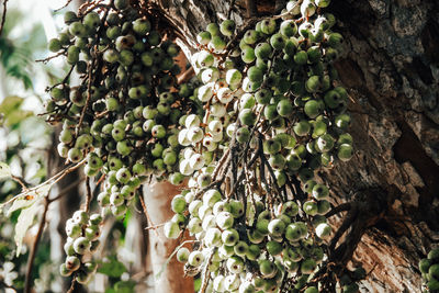 Close-up of berries growing on tree