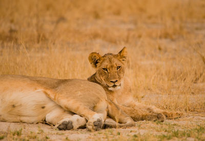 Close-up of lionesses on field