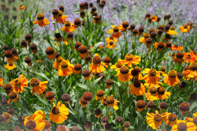 Close-up of yellow flowers blooming in field