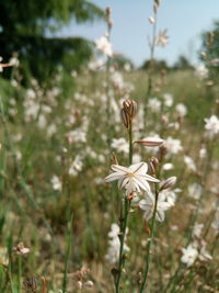 Close-up of flowering plant on field