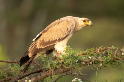 Tawny eagle stands on branch in profile