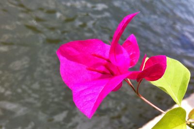 Close-up of pink rose plant