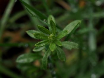 Close-up of green plant