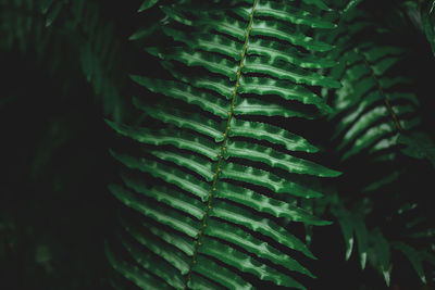 Full frame shot of succulent plant