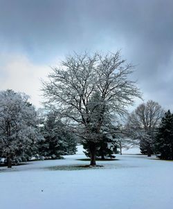 Bare trees on snow covered landscape